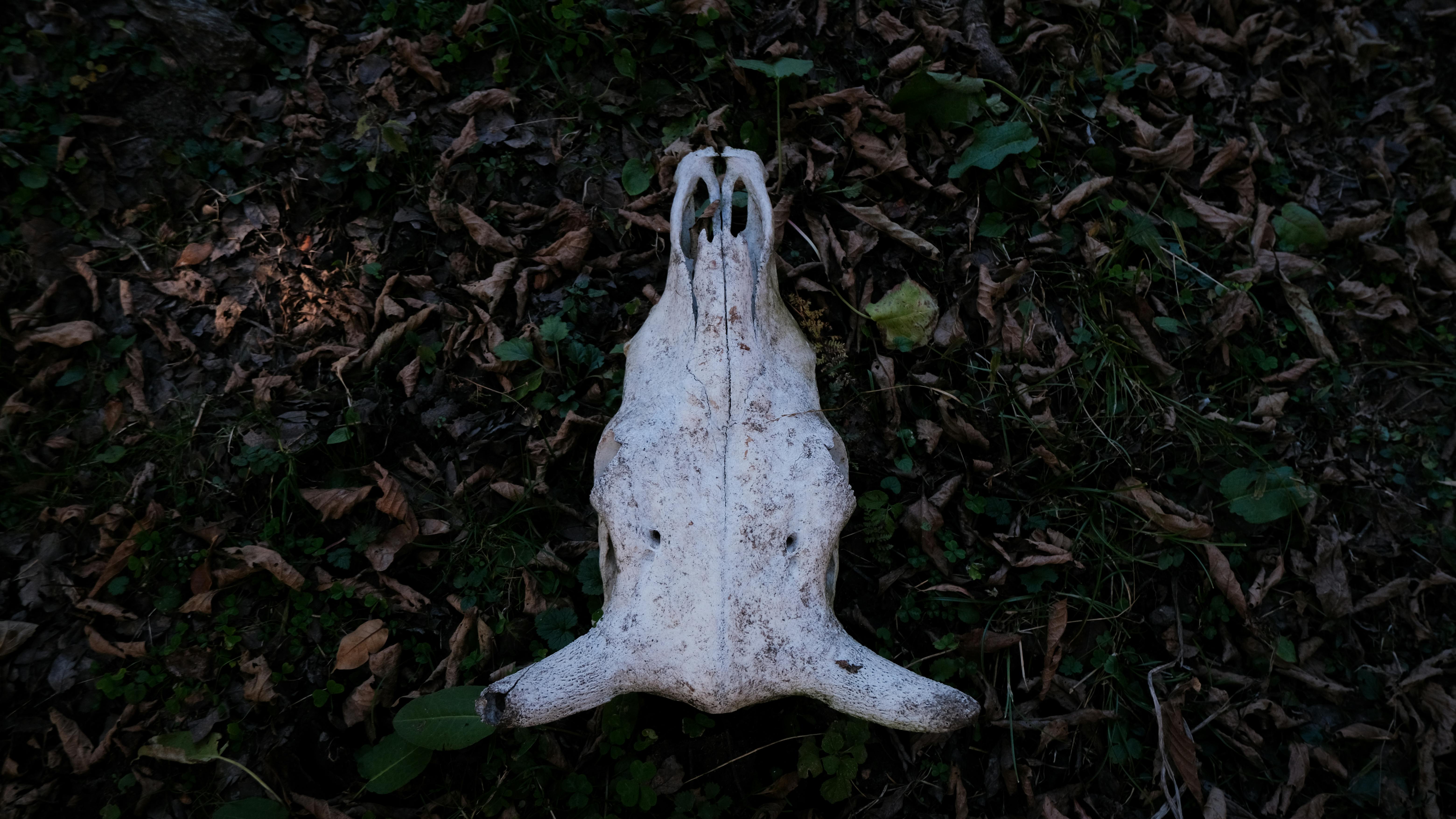 Cráneo de animal sobre un suelo boscoso.