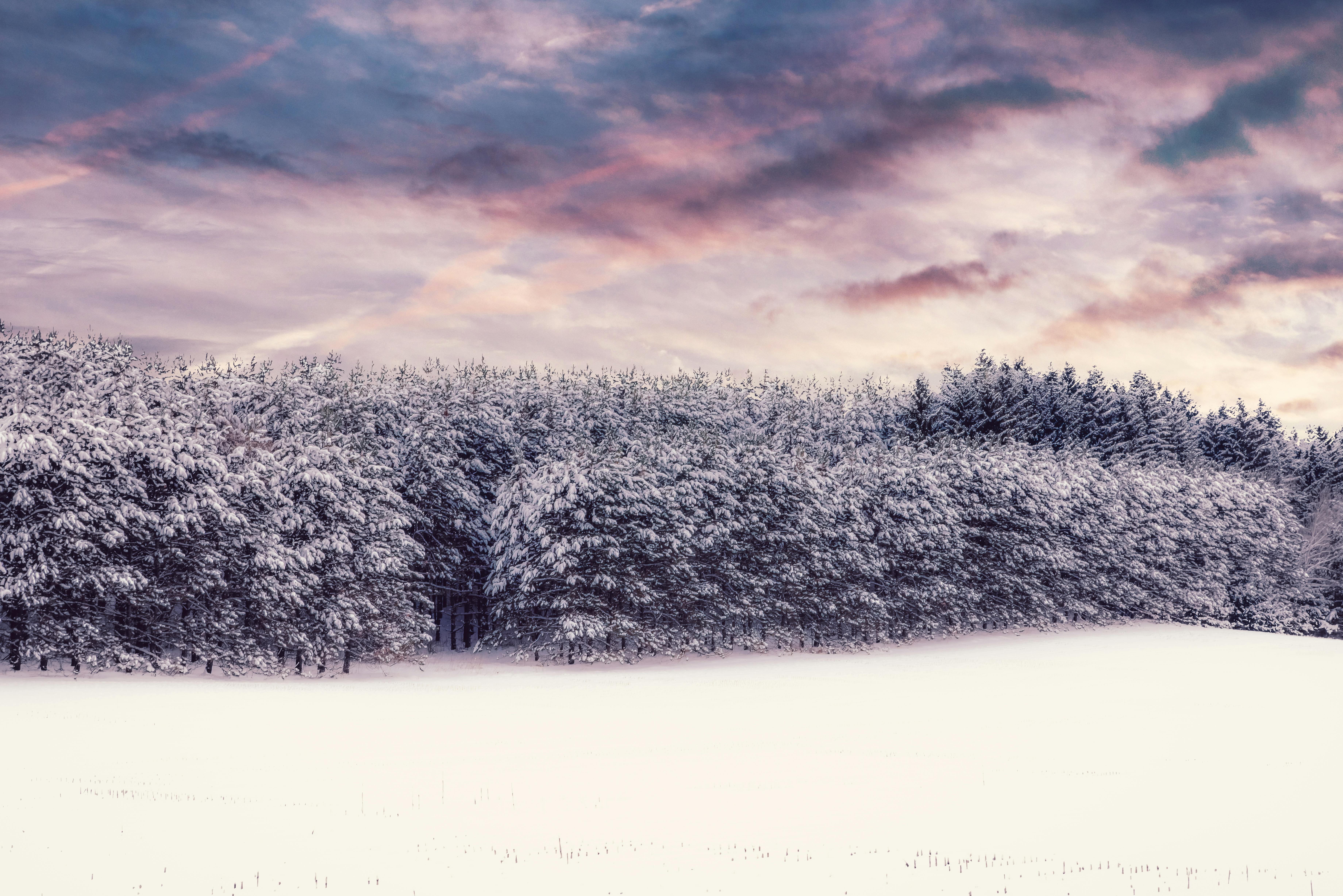 Paisaje de árboles cubiertos de nieve contra un cielo nuboso.